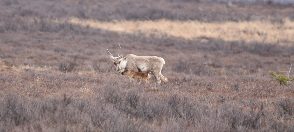 Tales from the Tundra May 2025