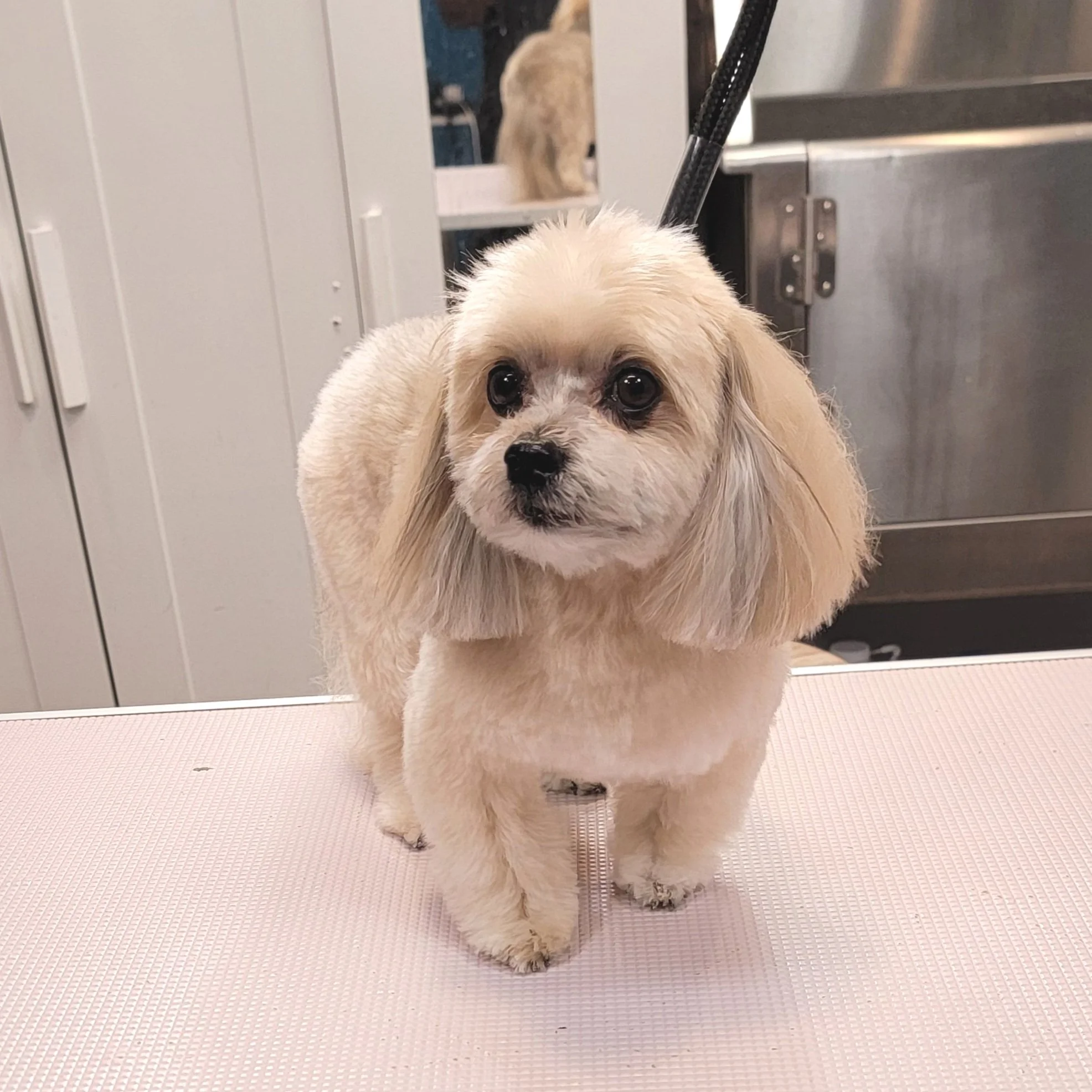 Small dog Haircut