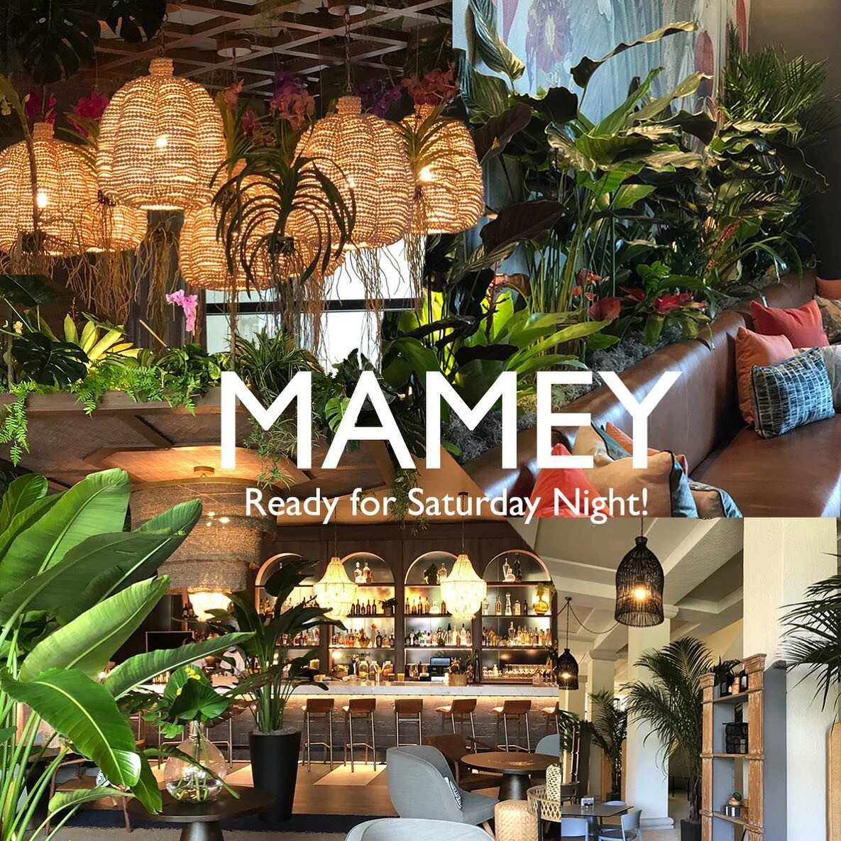 Mamey is ready for you ✨