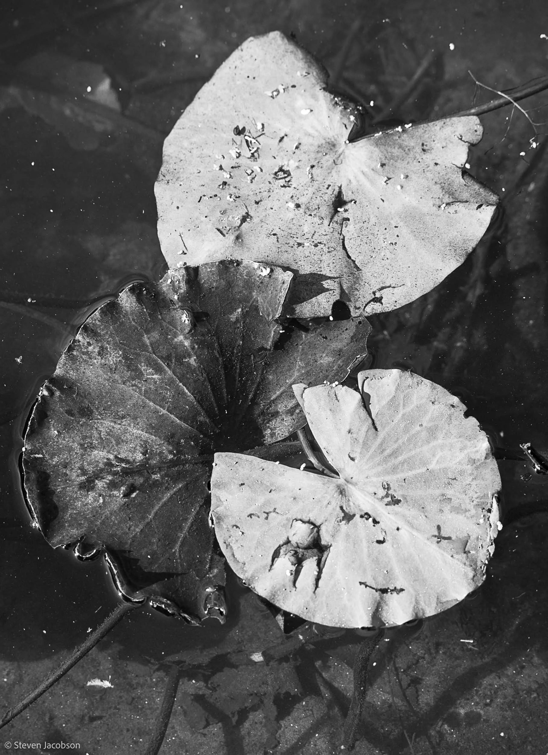 Water Lilies