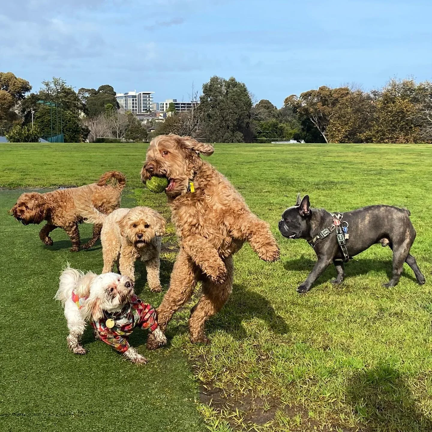 🎾 
.
.
.
.
#doggal #melbourne #melbournedogs #melbournedogwalker #dogs #dogsofinstagram #dogstagram #socialisation #dogwalking #dogwalker #doglover #doggalfamily #fetch #labradoodle #havanese #cavoodle #frenchbulldog