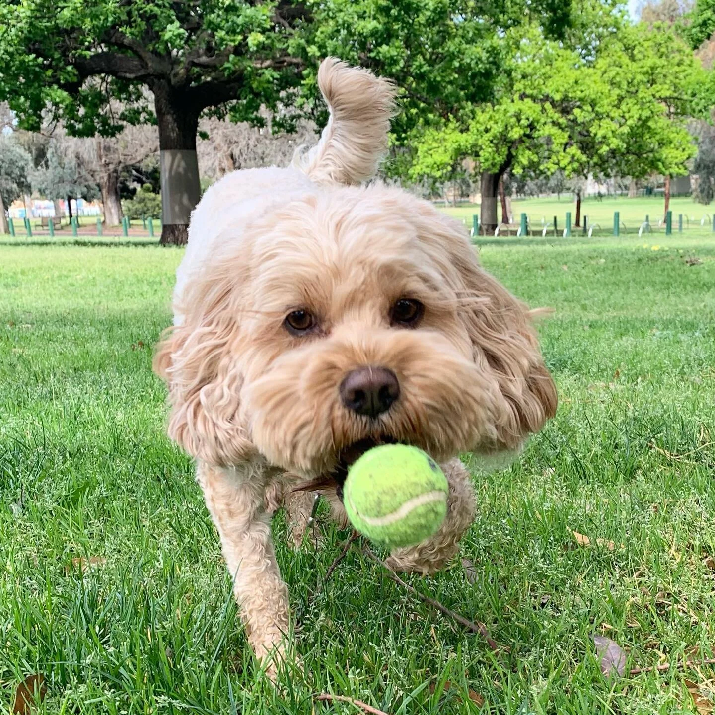 🎾 🎾 
.
.
.
.
#doggal #melbourne #melbournedogs #melbournedogwalker #dogs #dogsofinstagram #dogstagram #socialisation #dogwalking #dogwalker #doglover #doggalfamily #fetch #cavoodle