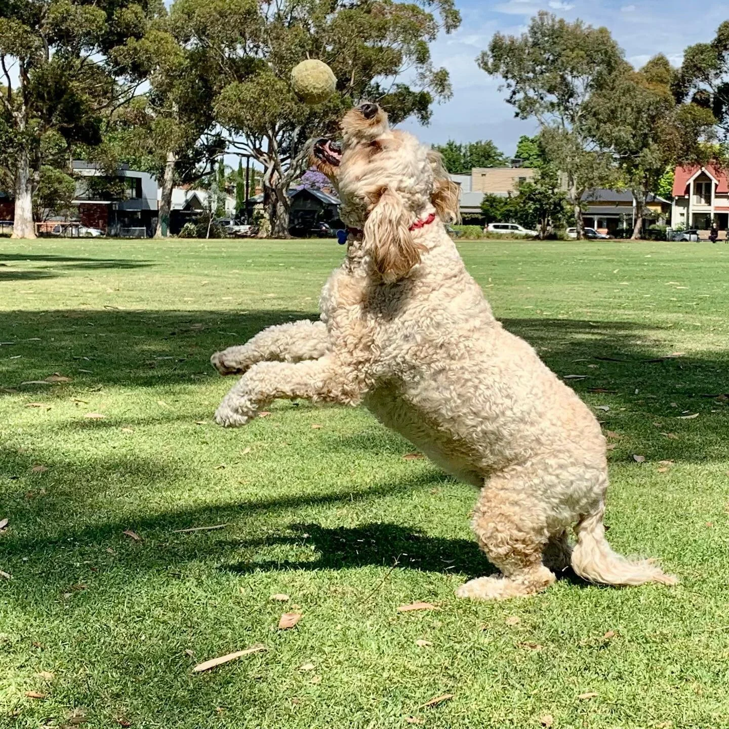 🎾 🎾 🎾 
.
.
.
.
#doggal #melbourne #melbournedogs #melbournedogwalker #dogs #dogsofinstagram #dogstagram #socialisation #dogwalking #dogwalker #doglover #doggalfamily #tennisball #bichoodle