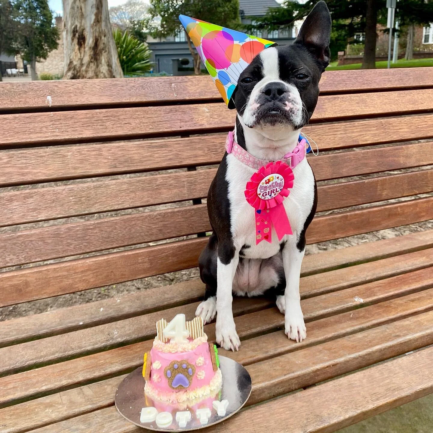 pretty in pink 💞 
.
.
.
.
#doggal #melbourne #melbournedogs #melbournedogwalker #dogs #dogsofinstagram #dogstagram #socialisation #dogwalking #dogwalker #doglover #doggalfamily #dogsbirthday #happybirthday #bostonterrier #birthdaycake
