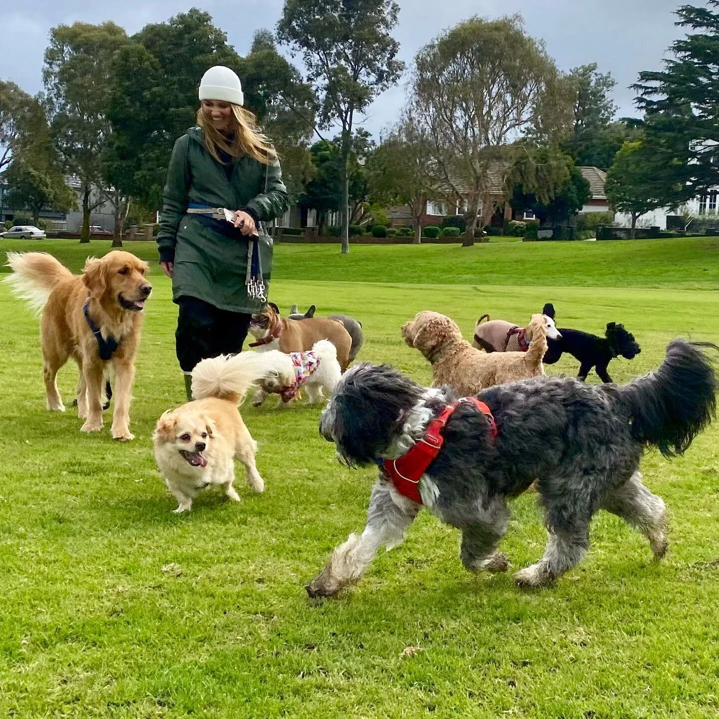 perfect day for a walk ☀️ 
.
.
.
.
#doggal #melbourne #melbournedogs #melbournedogwalker #dogs #dogsofinstagram #dogstagram #socialisation #dogwalking #dogwalker #doglover #doggalfamily #goldenretriever #tibetanspanielmix #britishbulldog #havanese #l