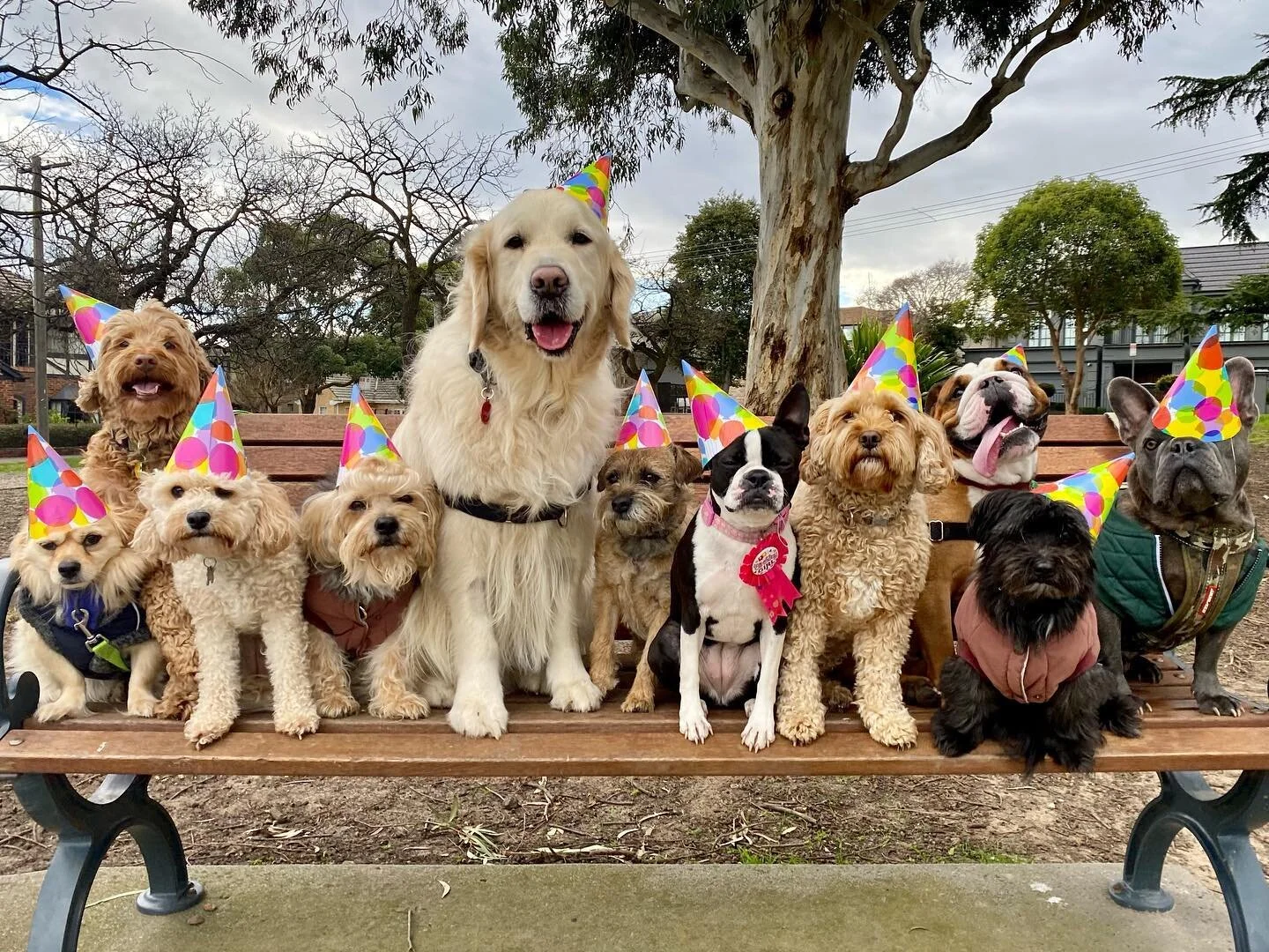 🥳 
.
.
.
.
#doggal #melbourne #melbournedogs #melbournedogwalker #dogs #dogsofinstagram #dogstagram #socialisation #dogwalking #dogwalker #doglover #doggalfamily #happybirthday #dogsbirthday #tibetanspanielmix #labradoodle #cavoodle #yorkiechon #gol