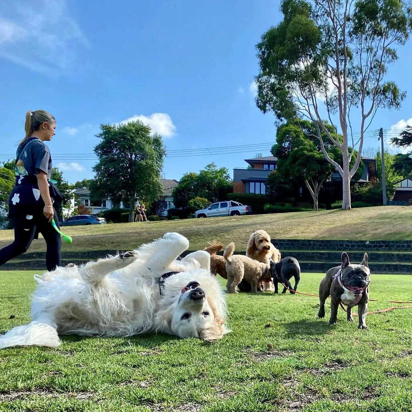 rollin&rsquo; into the weekend 
.
.
.
.
#doggal #melbourne #melbournedogs #melbournedogwalker #dogs #dogsofinstagram #dogstagram #socialisation #dogwalking #dogwalker #doglover #doggalfamily #goldenretriever  #frenchbulldog #cavoodle