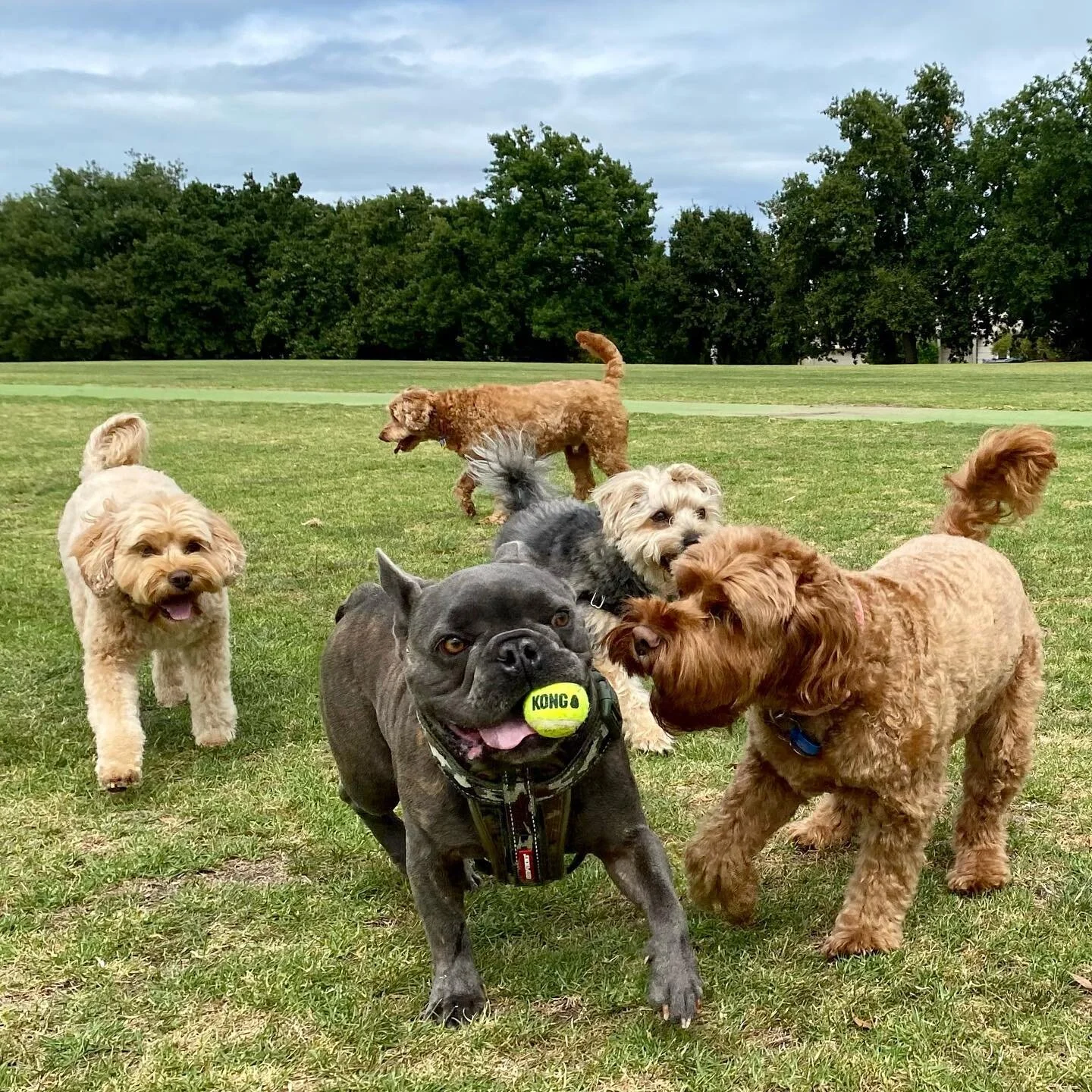 anyone up for a game of kong 😉
.
.
.
.
#doggal #melbourne #melbournedogs #melbournedogwalker #dogs #dogsofinstagram #dogstagram #socialisation #dogwalking #dogwalker #doglover #doggalfamily #cavoodle #frenchbulldog #yorkiechon #kongcompany