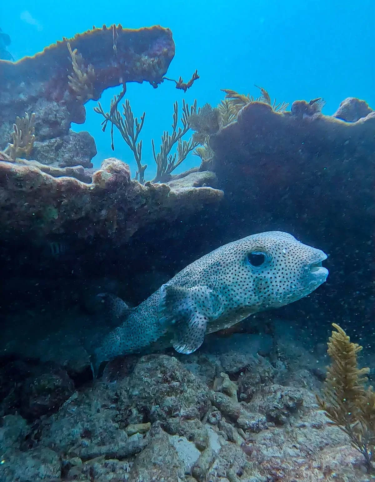 key-largo-scuba-diving-in-key-largo-pufferfish.jpg