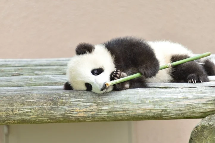 baby panda chewing bamboo