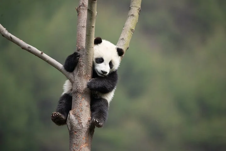 panda climbing in tree