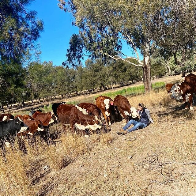 My happy place. Nothing beats hanging with the weaners for quiet chat.

#beef #beefcattle #weaners #allthingsagriculture #goondiwindi