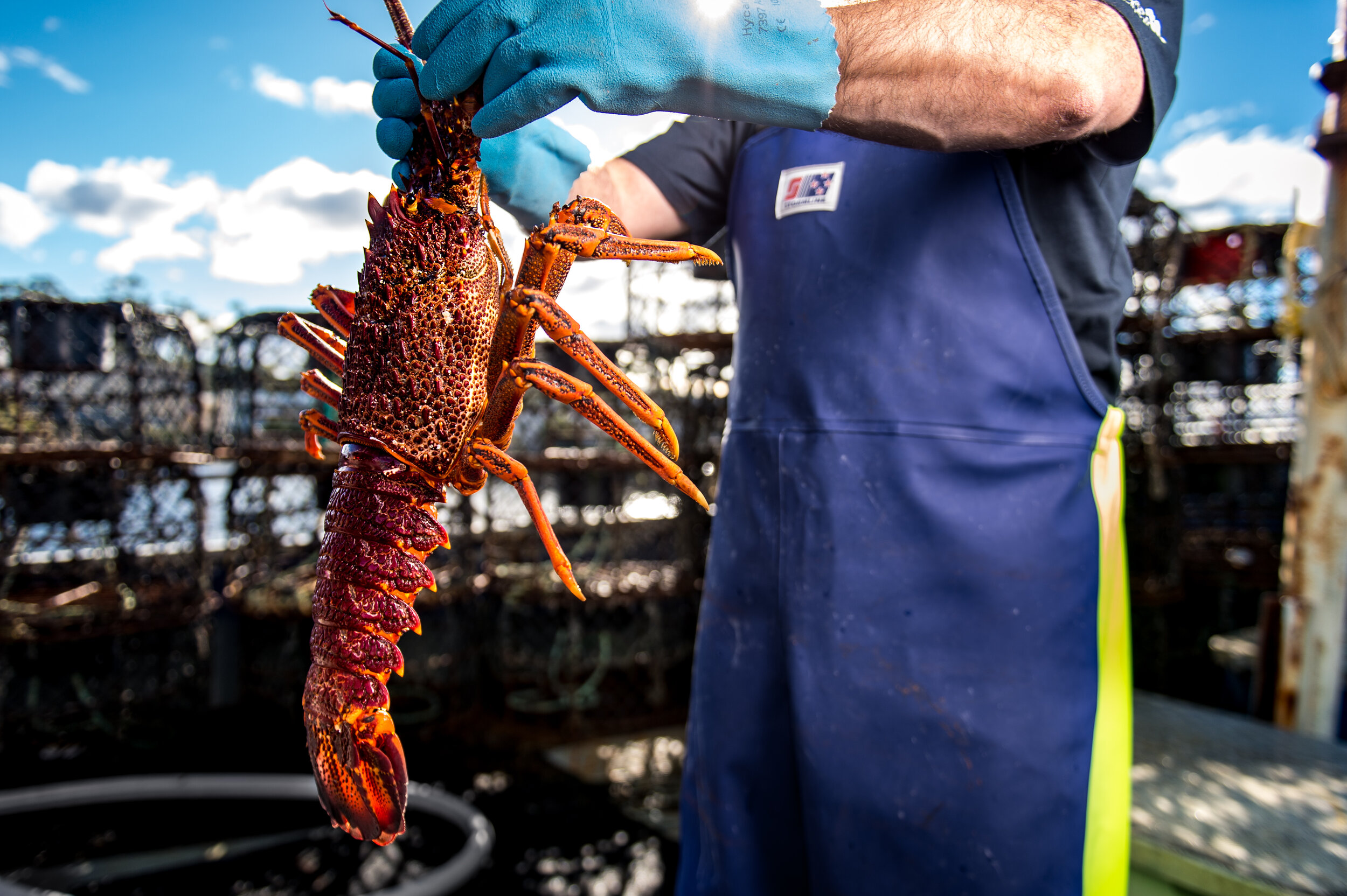 _BC_GENERIC_HOLDING LOBSTER_LEFT OF FRAME__20190721_6087.jpg