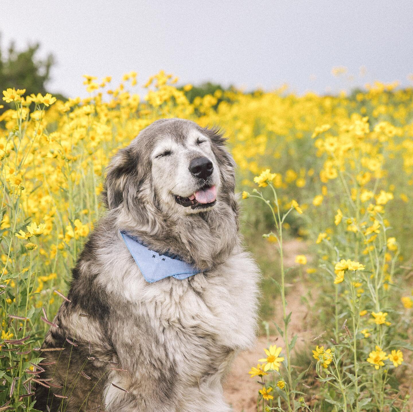 🌼💛 

Just beyond casa chicoma is a 3-mile loop trail through the juniper-pi&ntilde;on hills. Perfect for a sunrise run or a sunset stroll with your pup. And in late august&mdash;early September the little valleys are covered with butter daisies&hel