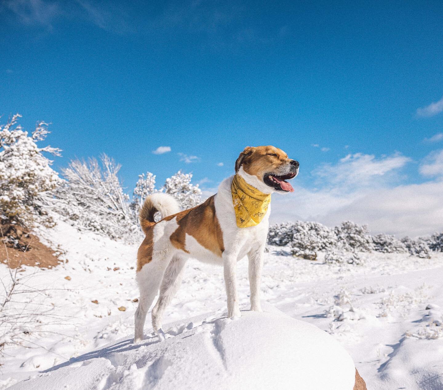 snowy romps in the arroyo to ring in the new year✨🤍

onward &amp; upward, 2022!