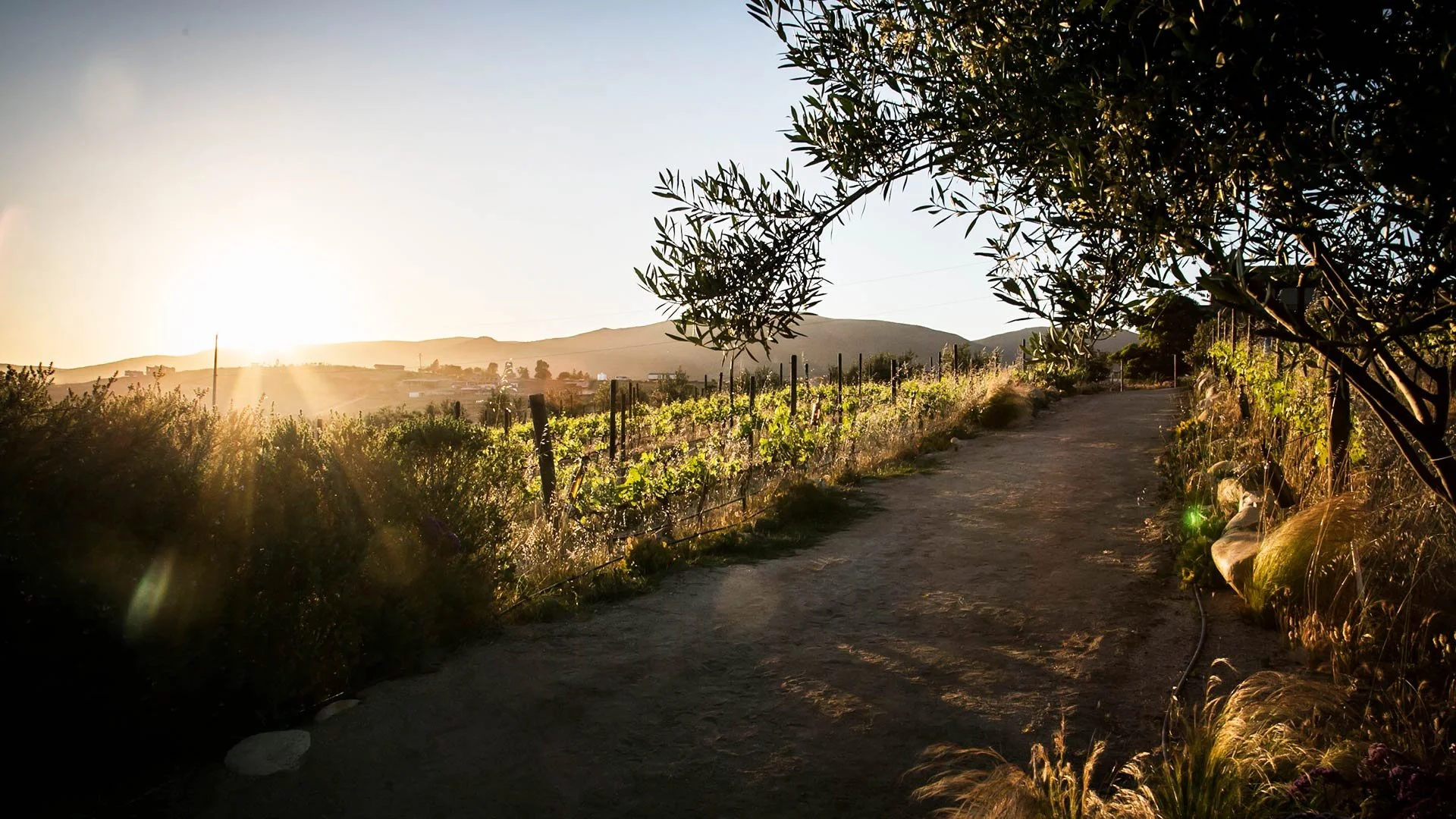 Camino en una zona rural con vegetación y viñedos, al atardecer, con el sol en el horizonte y montañas al fondo.