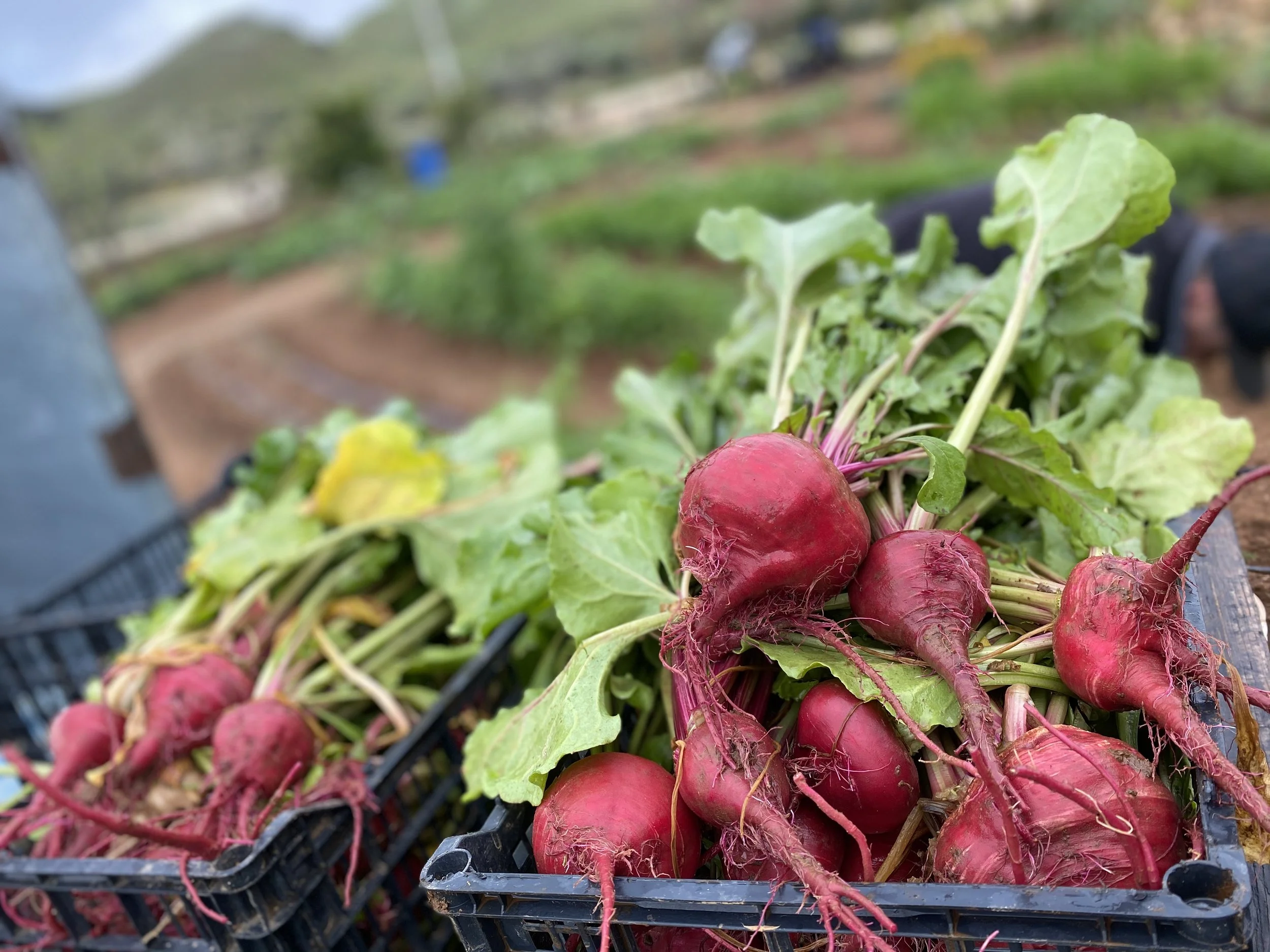 Huerto 4 (FOTO PROPIEDAD DE LUNARIO).JPEG