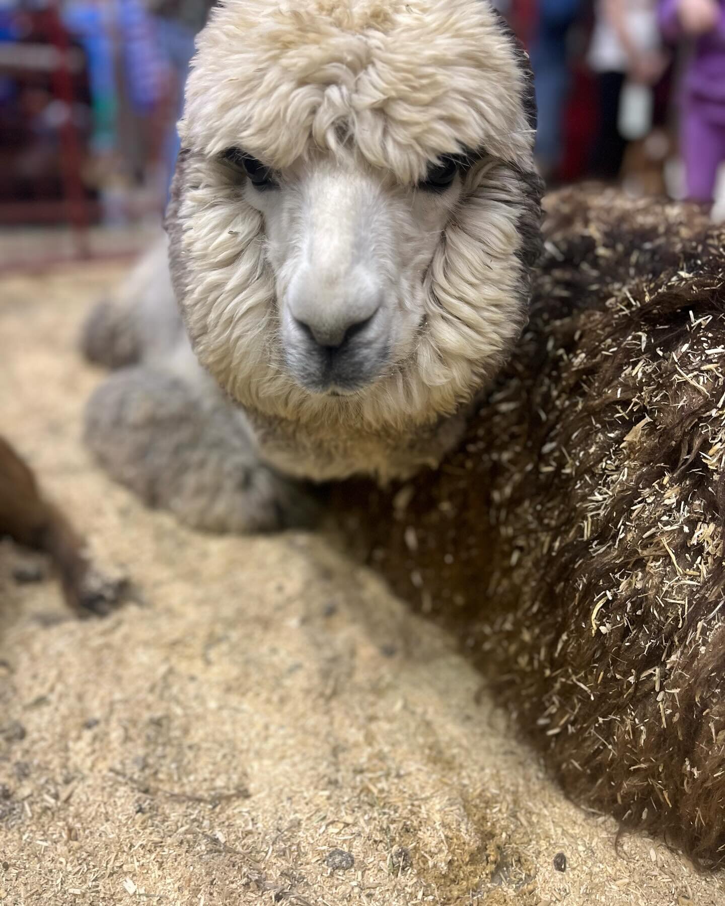 The petting zoo @bhstockshow was 😍&hellip; did I love it even more than my kids? Maybe 😉. It is free and so much fun! -Maggie