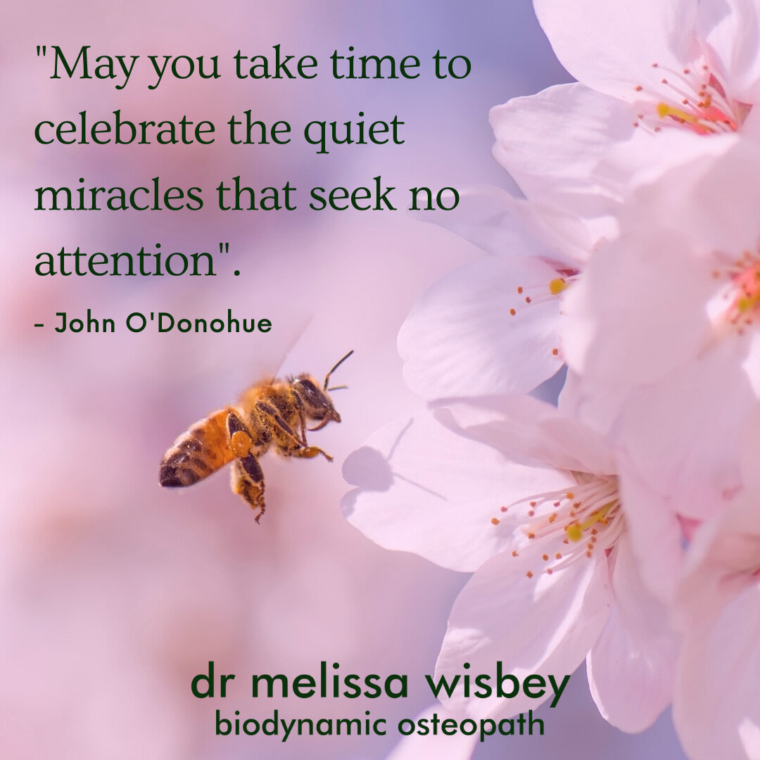 &quot;May you take time to celebrate the quiet miracles that seek no attention&quot;. - John O'Donohue
⠀
melissawisbey.com - (03) 4312 8303
⠀
#stillnessspeaks #stillness #listen #reverence #osteo #osteopathy #biodynamicosteopathy #ballaratosteo #dere