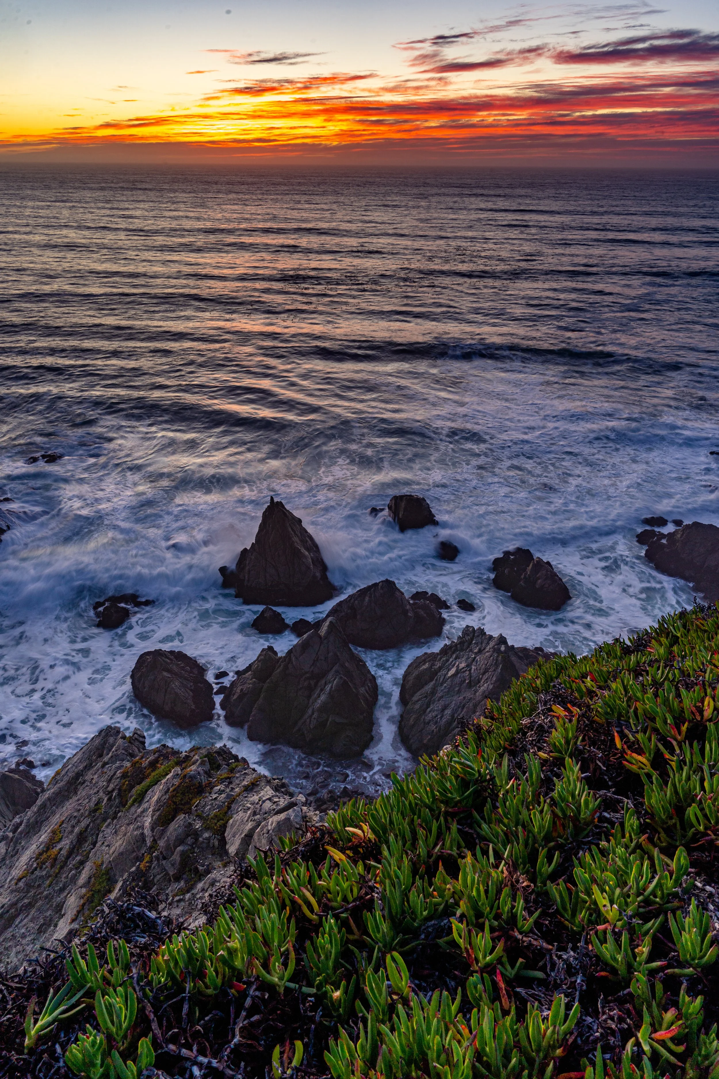Bodega Head Sunset Vertical succulants and rock stacks.jpg