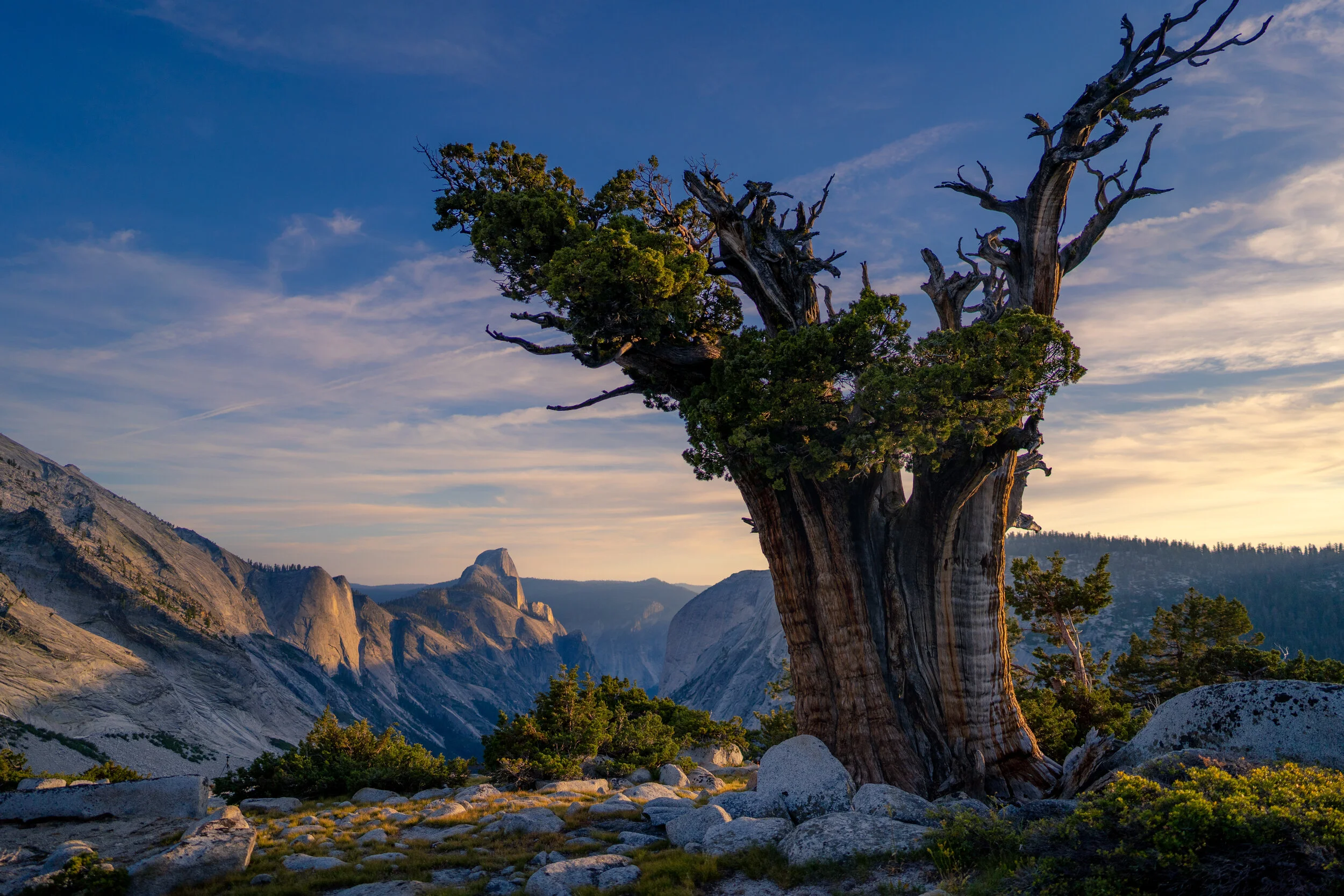 olmstead point tree.jpg