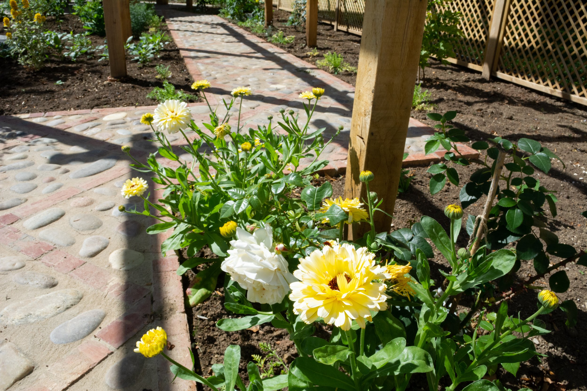 cobble pth an Oak timber.jpg