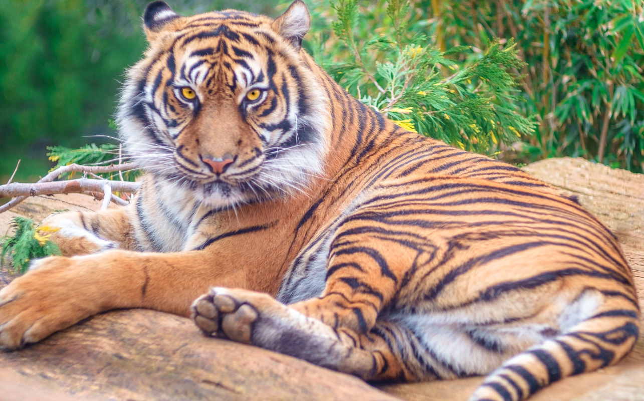 London Zoo Tickets