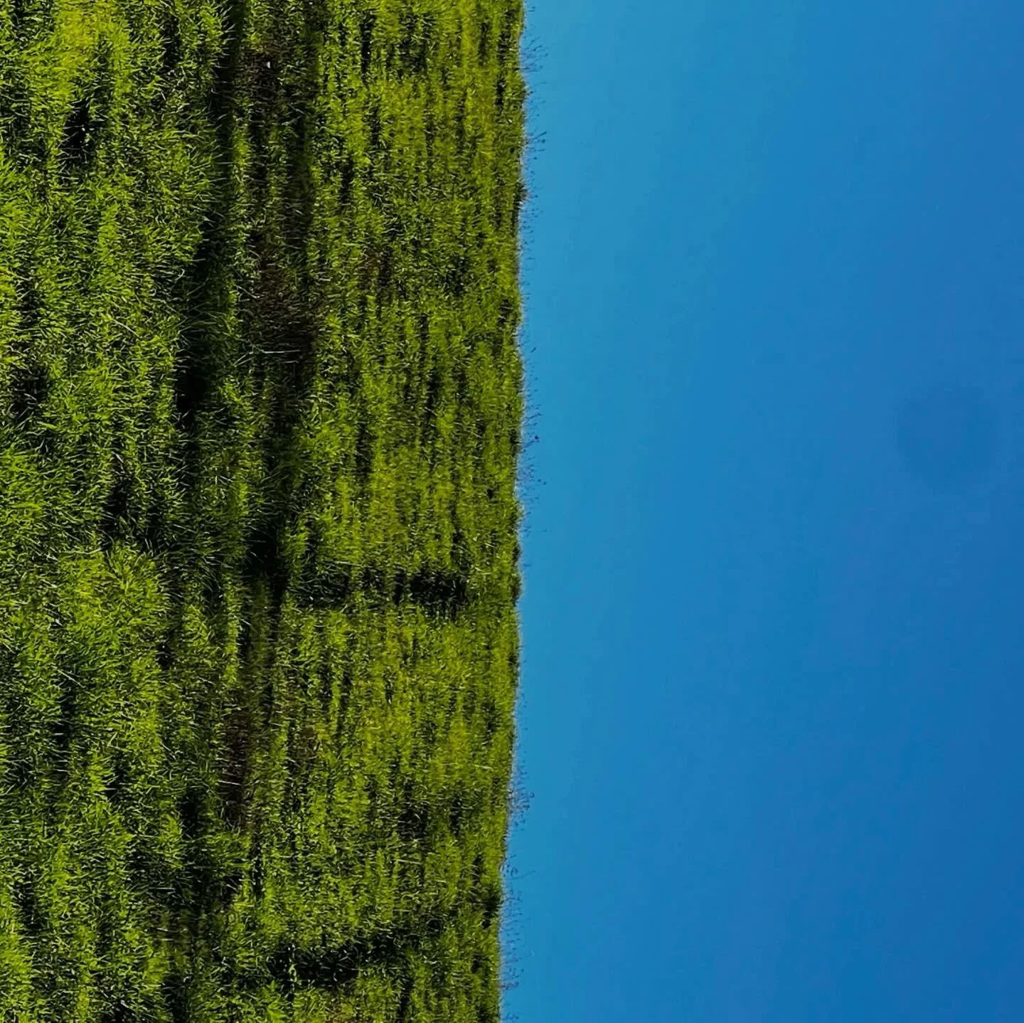 Green Side.
.
C Studio.
.
April 9