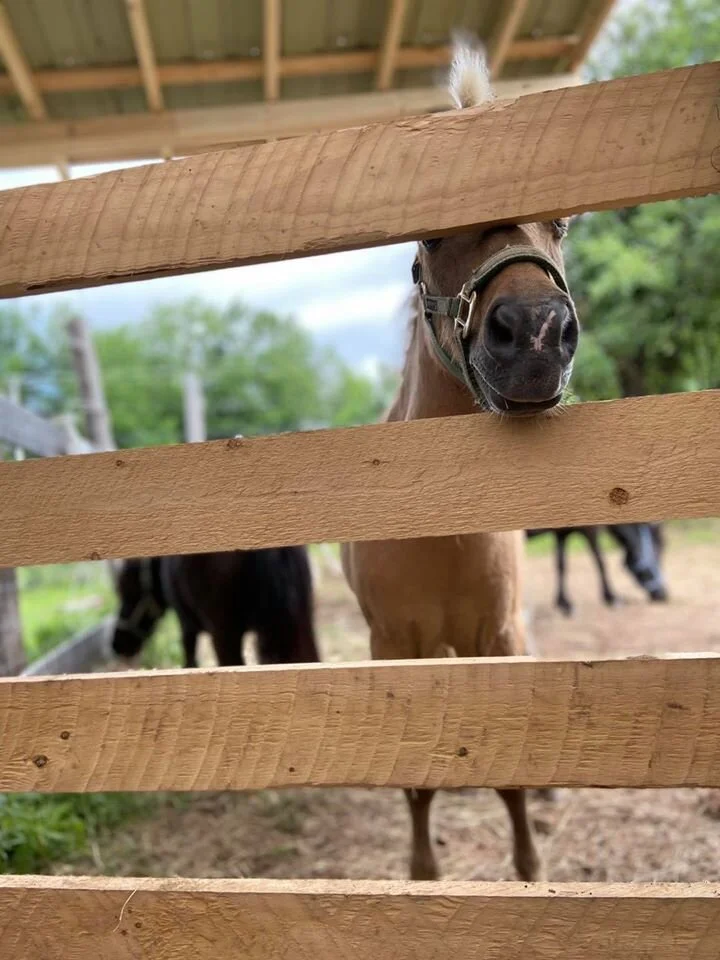 Services 1 — Beloved Miniature Horses