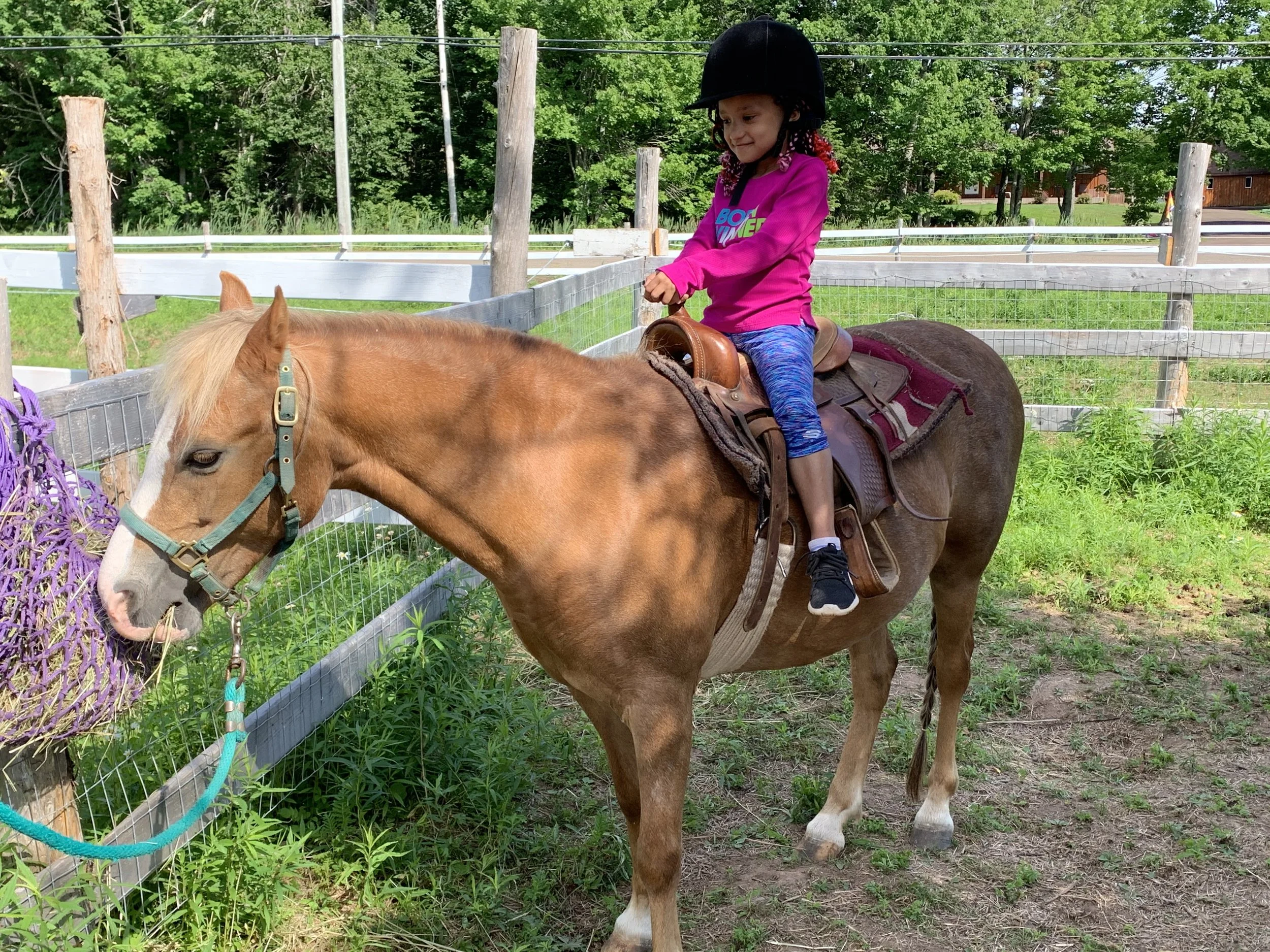 Services 1 — Beloved Miniature Horses