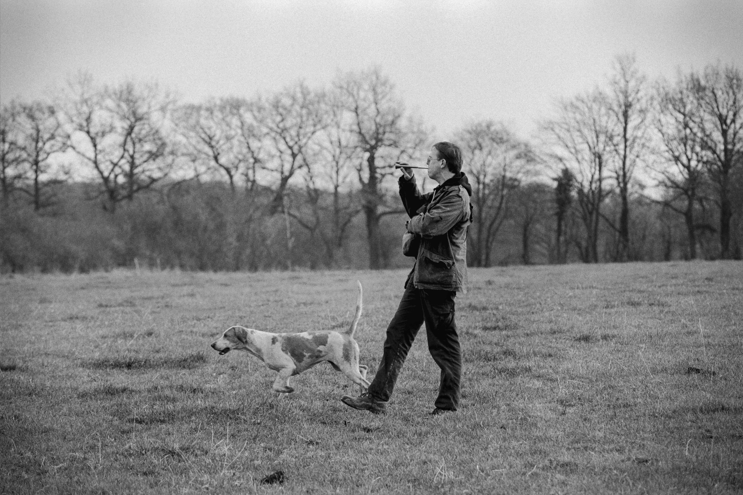 A hunt saboteur uses his bugle to keep the dogs away from the foxes.
