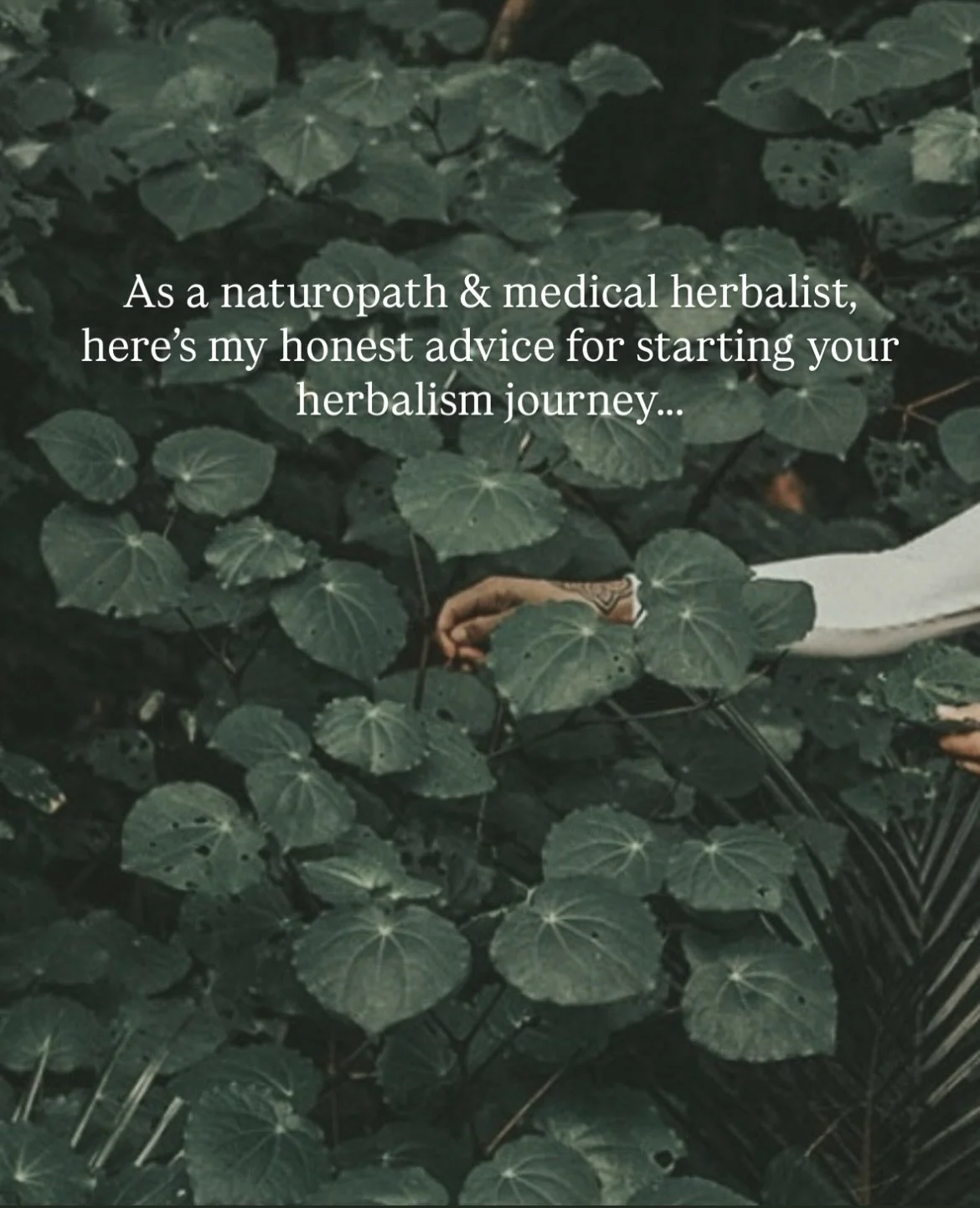 Herbalism is your birthright, it&rsquo;s foundational &amp; ancestral human knowledge. Sure you can get a degree like I did, but there&rsquo;s so many other accessible ways of starting your journey - to create a sense of empowerment, connection, and 