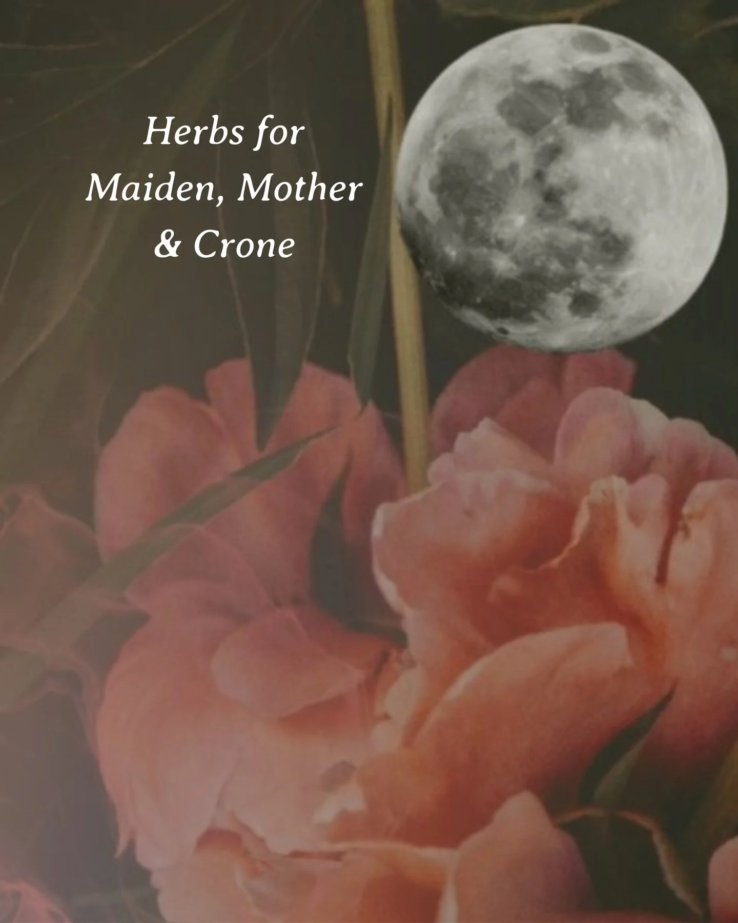 Recieve a FREE bottle of the @wildfolk.nz Earth Mother tincture when you sign up to @rosefromroot Womb Witch course ~ 6-month descent into the wisdom of your womb to deepen a direct and trusting relationship with the intelligence of Nature within 🌹 