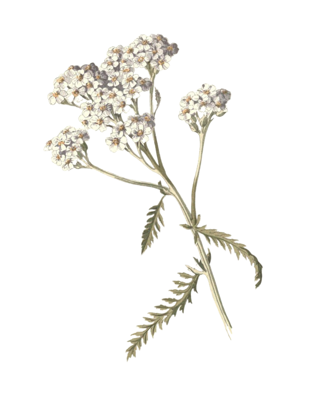 Illustration of a flowering plant with white flowers and green fern-like leaves.
