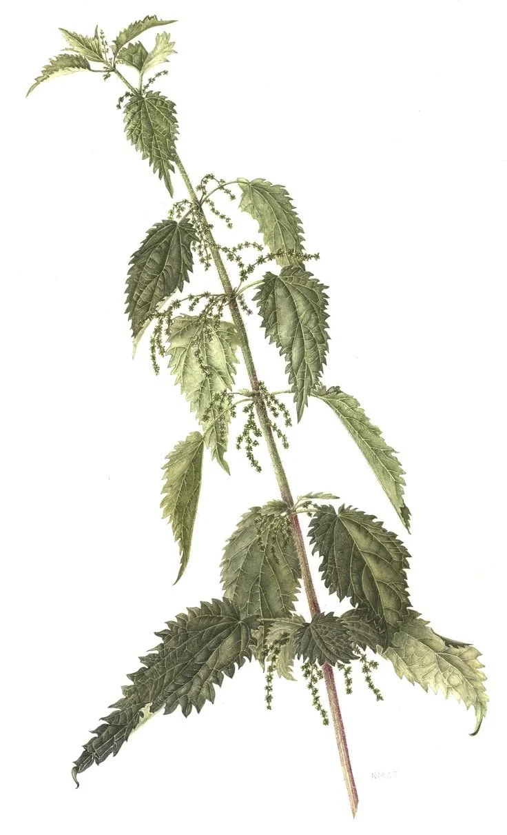 Illustration of a green plant with serrated leaves and small flower clusters on a thin, reddish stem.