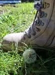 Boot and Dandelion.jpg