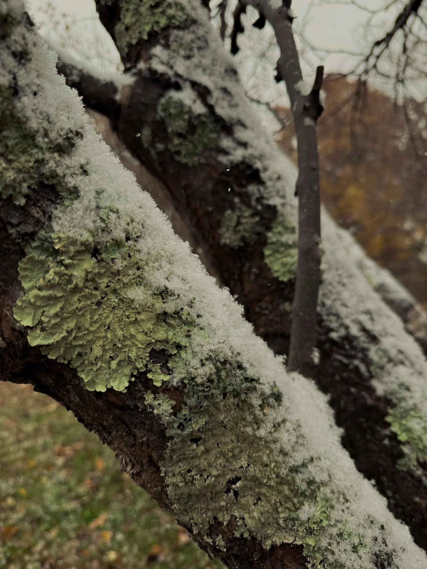 We had are first snow fall for the season. It wasn&rsquo;t anything grand, and it&rsquo;s going to be back up in the 60&rsquo;s this weekend ( that&rsquo;s Kentucky for you) but it was still exciting! I had to light candles through out the house and 