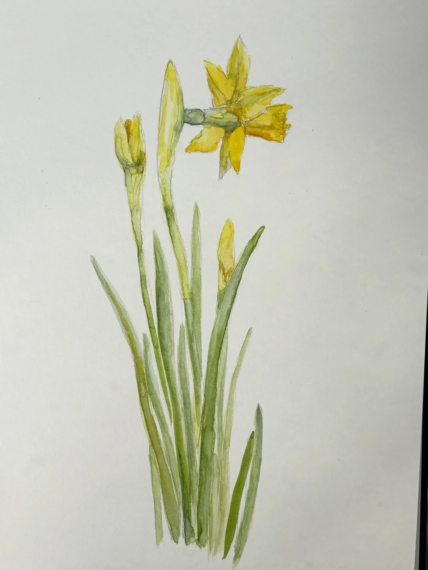 Spring is officially here. And it&rsquo;s yellow

Daffodils, narcissi, primroses, hellebores all looking gorgeous in the spring sunshine.

Isn&rsquo;t it great seeing everything springing to life?