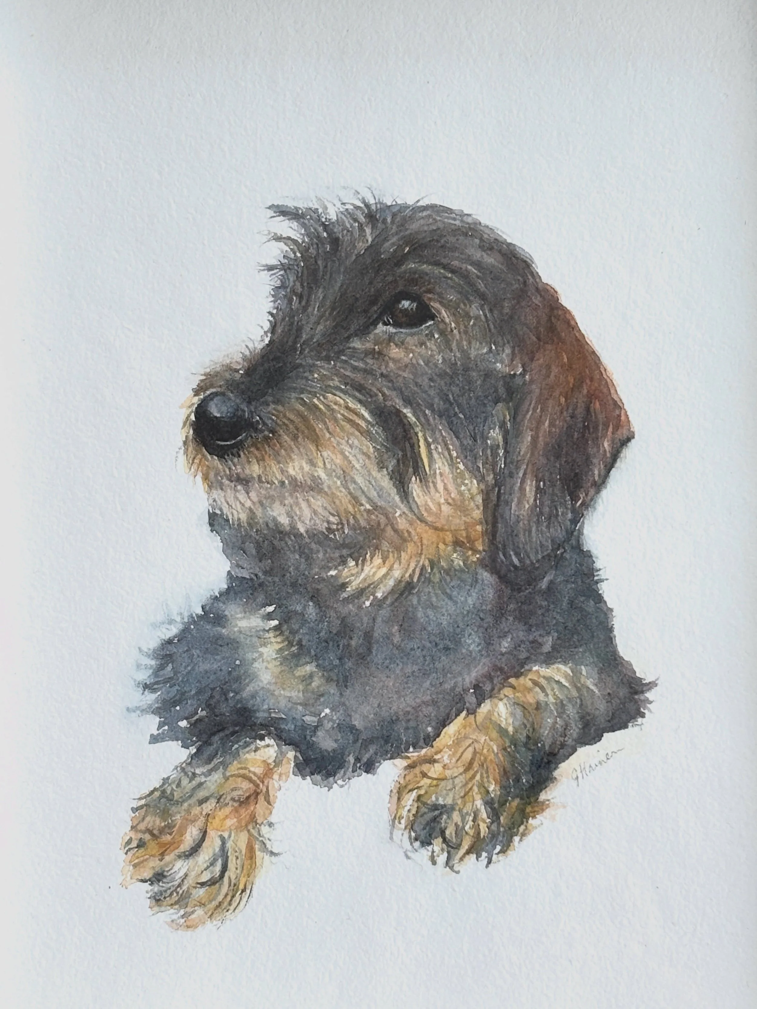 I don&rsquo;t often do pet portraits, but this was a birthday gift for a special friend. So I thought I&rsquo;d share it with you. 

Twiglet in watercolour

#sausagedogs #dogportrait #guernseyarts #longhaireddachshund