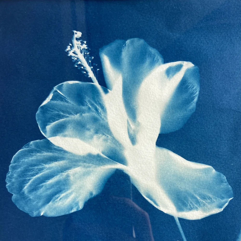 Original cyanotype by Gill Harrison, framed in a white wood frame