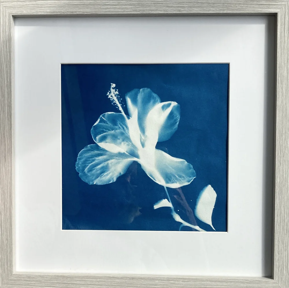 Original cyanotype by Gill Harrison, framed in a white wood frame