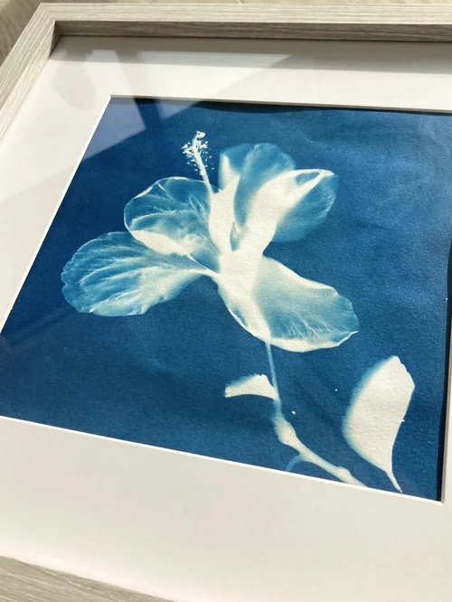 Original cyanotype by Gill Harrison, framed in a white wood frame