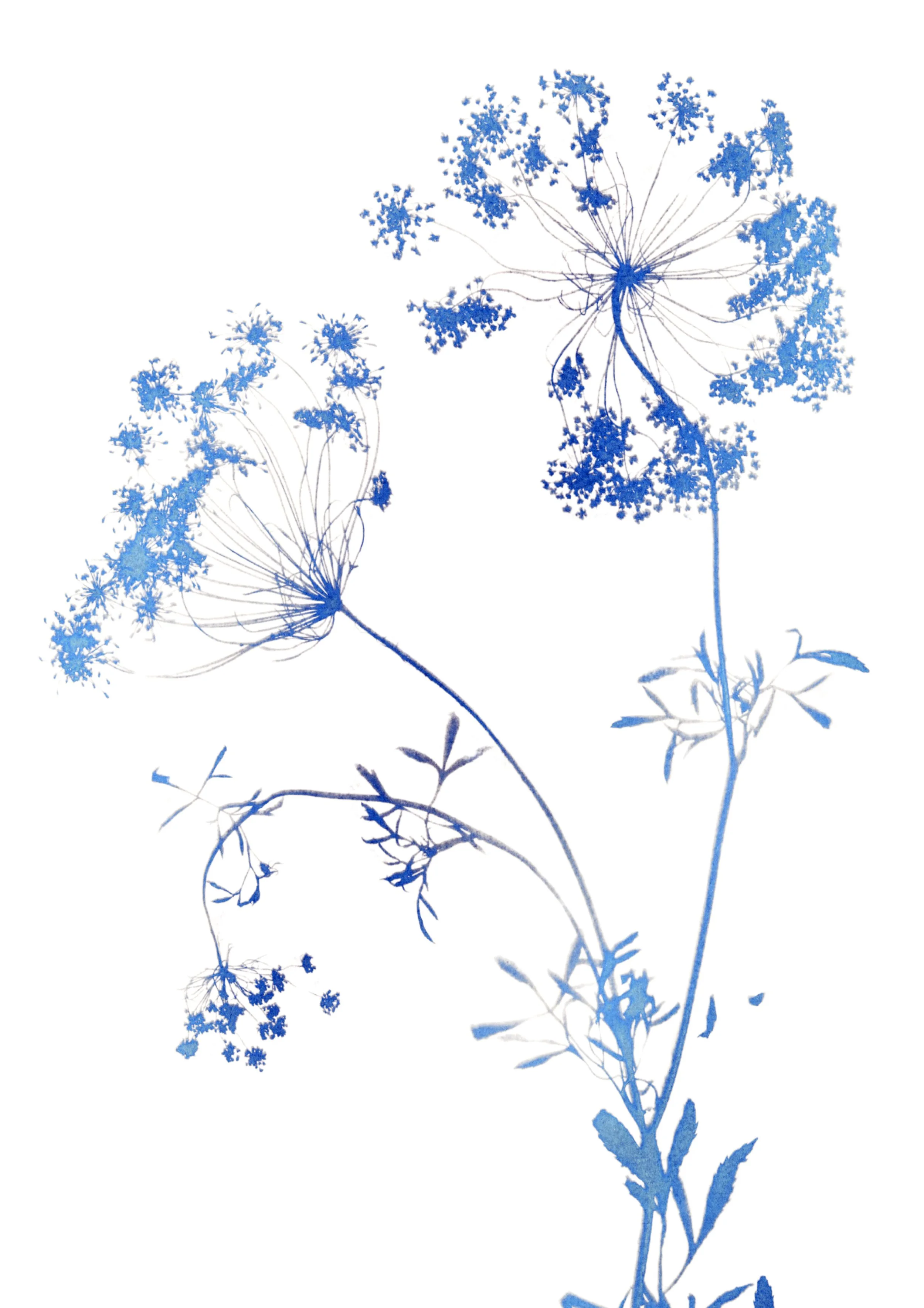 Botanical Cyanotype Art Print
