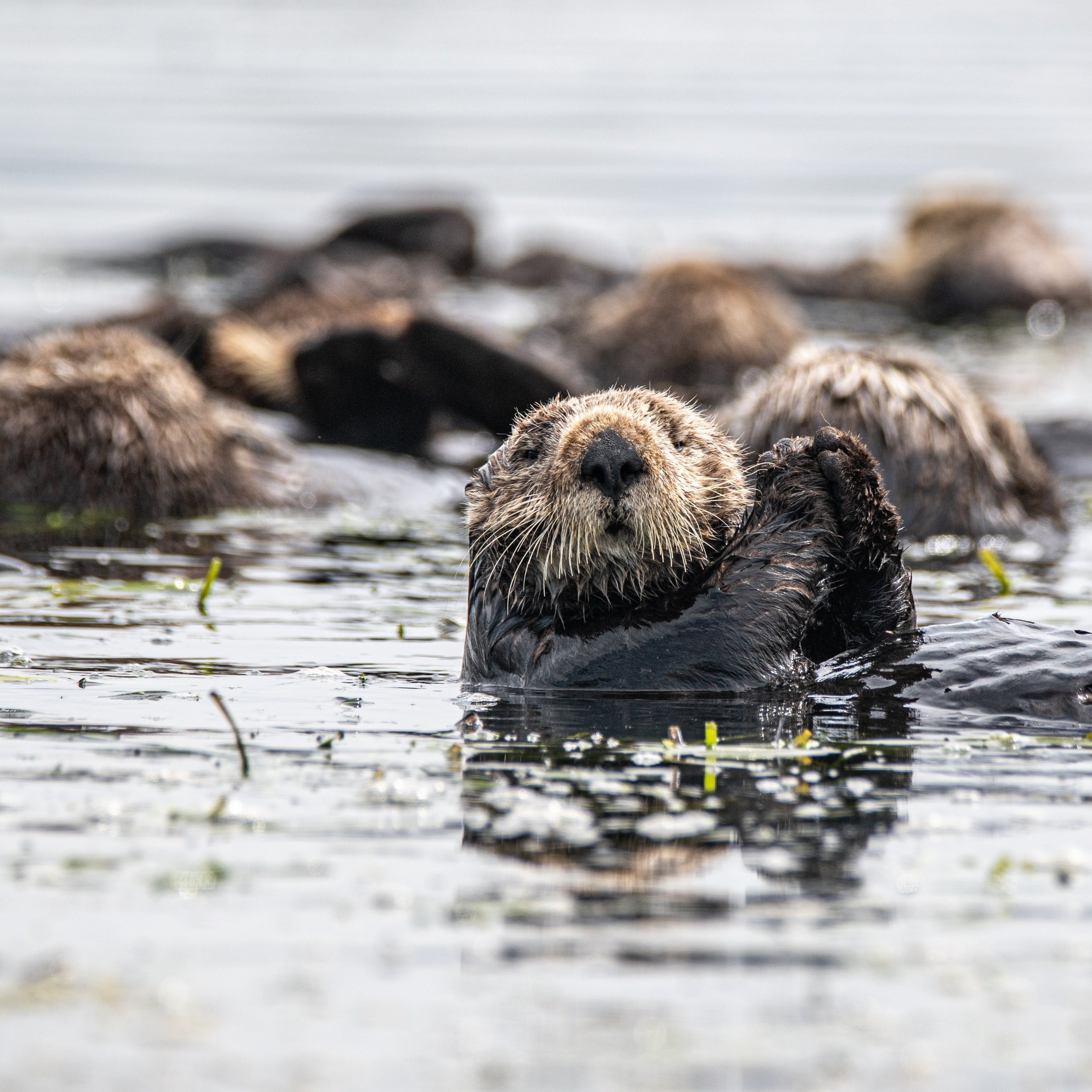 Sea Otters are Ocean Stewards and Deserve Protection