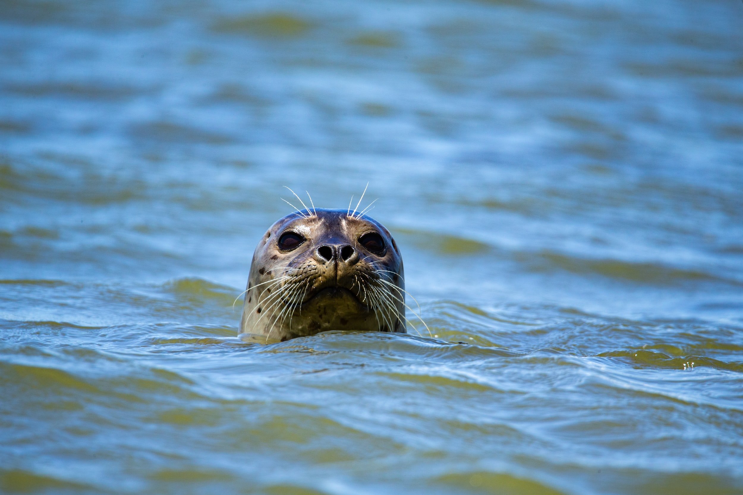 Unusual' seal deaths in Maine linked to avian flu