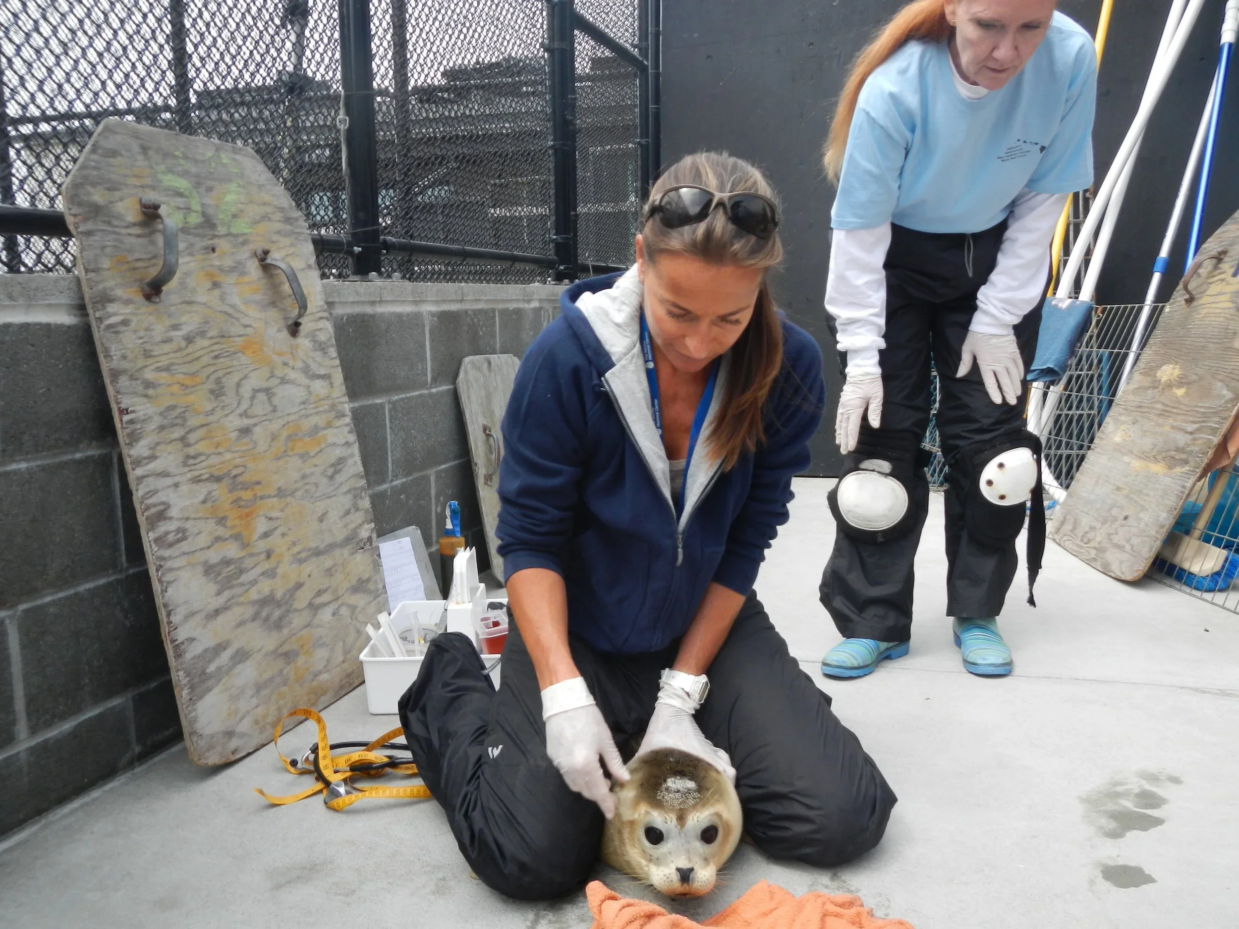  Marine Mammal Medicine &amp; Rescue — Sophie Guarasci