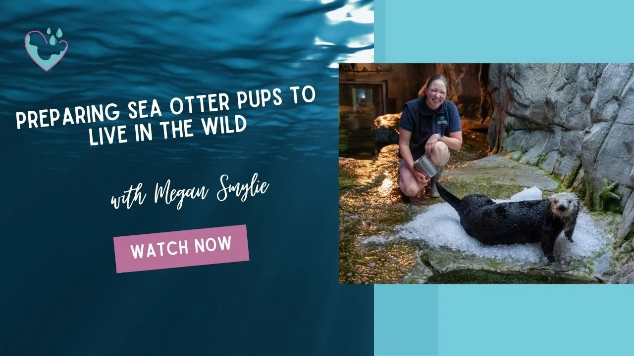 Preparing Sea Otter Pups to Live in the Wild - Megan Smylie episode artwork