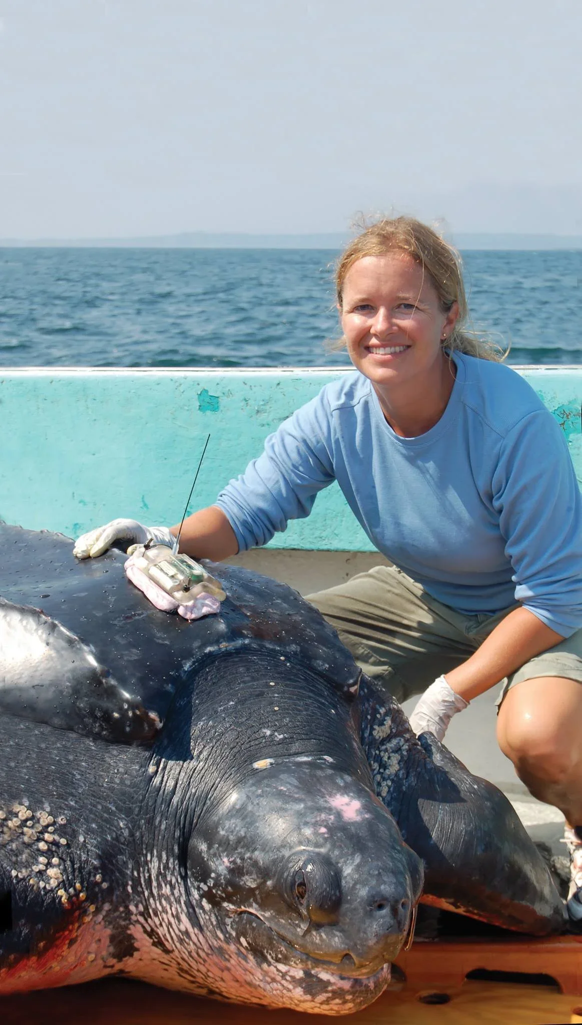 Sea Turtles, Research Creativity and Innovation - Kara Dodge 
