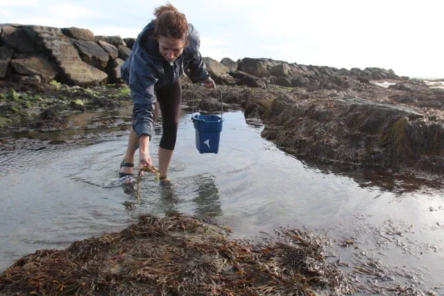 Artist Showcases Colors, Shapes and Textures of Marine Botanicals - Mary C. Jameson
