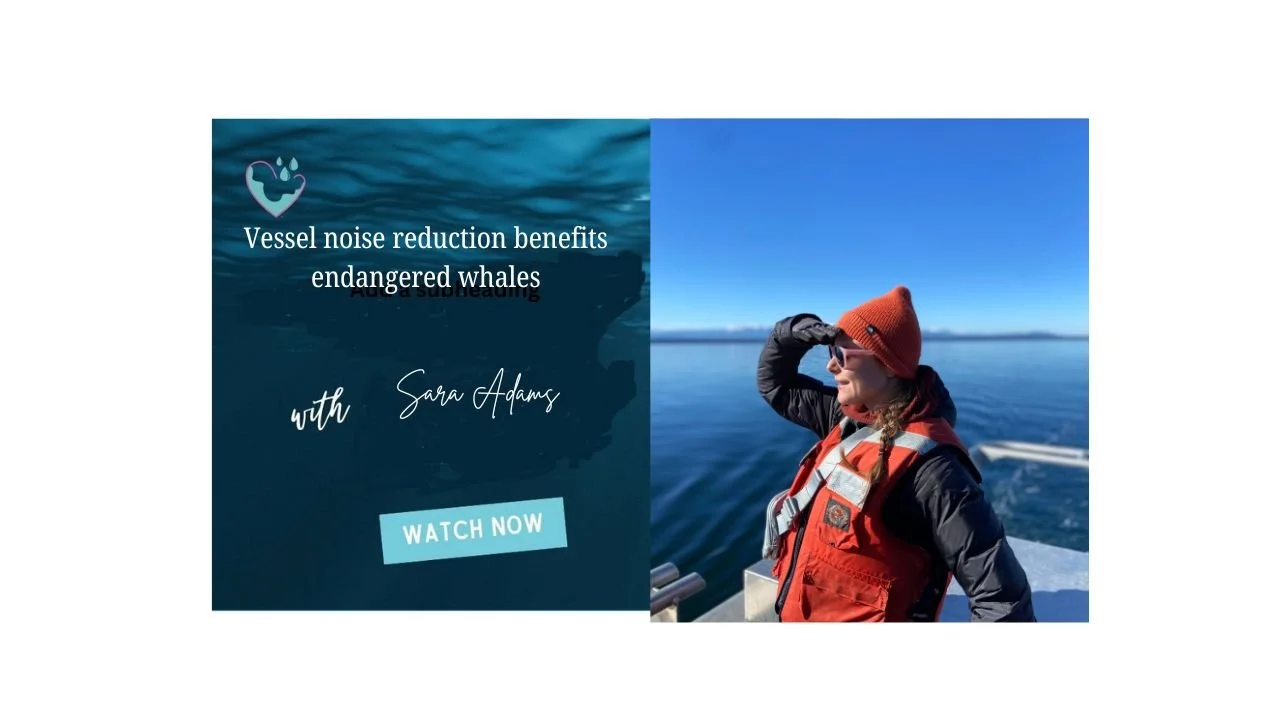 Vessel Noise Reduction Benefits Endangered Whales episode artwork